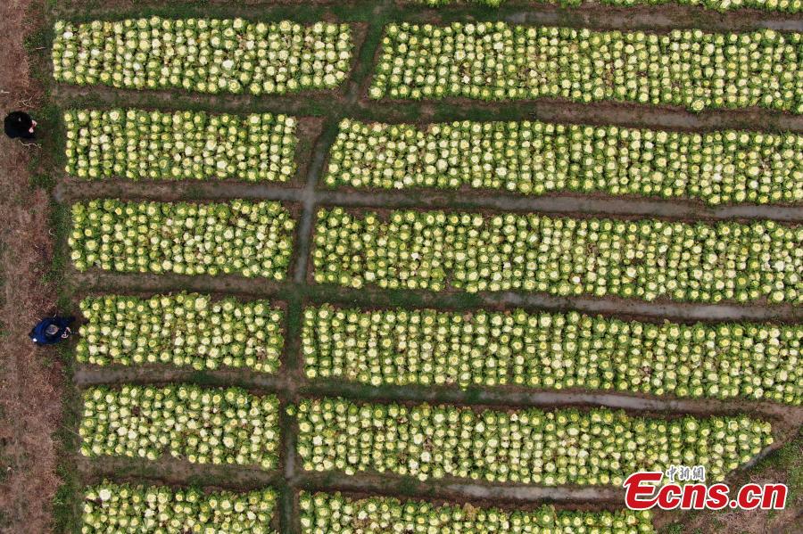 Photo shows the rose-like Chinese cabbage, developed by Professor Hou Xilin, at the College of Horticulture, Nanjing Agricultural University, Feb. 13, 2019. Students have launched a start-up to market the Chinese cabbage, which is smaller in size, rose-shaped and better tasting, both online and offline. (Photo: China News Service/Yang Bo)