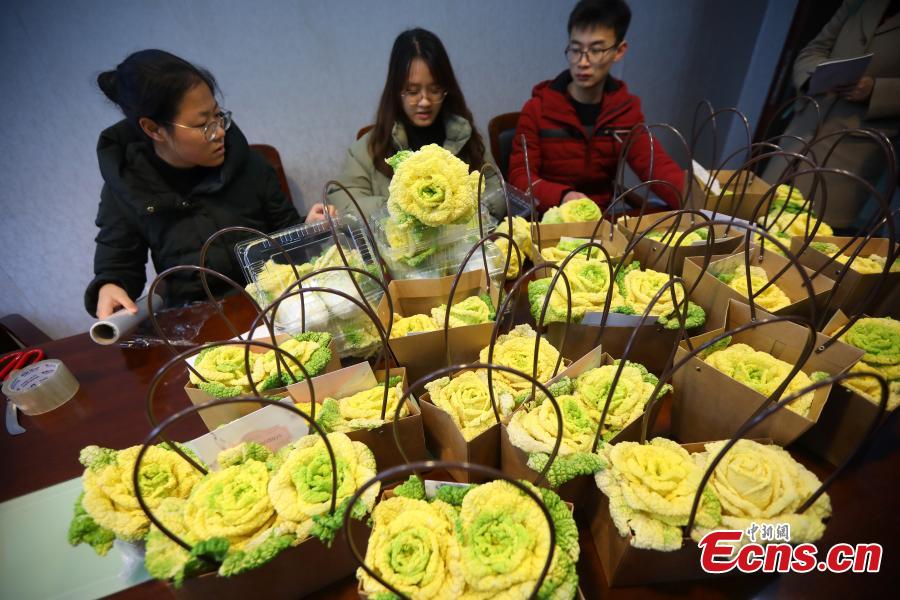 Students package a new breed of Chinese cabbage, developed by Professor Hou Xilin, at the College of Horticulture, Nanjing Agricultural University, Feb. 13, 2019. Students have launched a start-up to market the Chinese cabbage, which is smaller in size, rose-shaped and better tasting, both online and offline. (Photo: China News Service/Yang Bo)