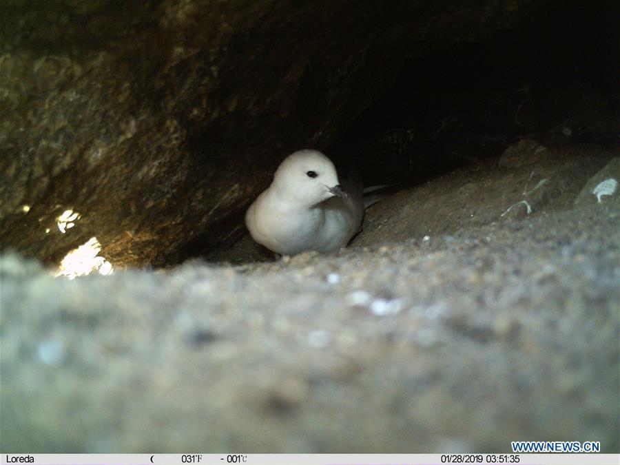 Photo taken by infrared camera shows a snow petrel near the Zhongshan Station, a Chinese research base in Antarctica, Jan. 28, 2019. Chinese researchers have begun using infrared cameras to monitor Antarctica\'s snow petrel, a key indicator species of the local marine ecosystem. This is the first time Chinese researchers in Antarctica have used infrared cameras in bird monitoring. (Xinhua/Zhang Zhengwang)