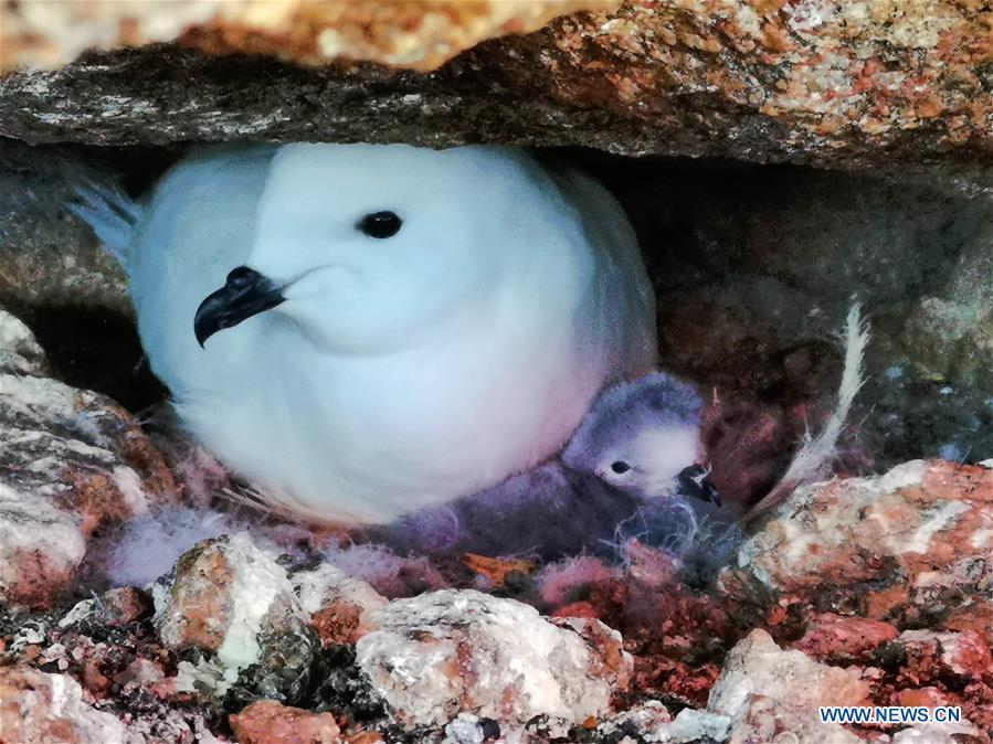 A snow petrel and its chick are seen near the Zhongshan Station, a Chinese research base in Antarctica, Jan. 14, 2019. Chinese researchers have begun using infrared cameras to monitor Antarctica\'s snow petrel, a key indicator species of the local marine ecosystem. This is the first time Chinese researchers in Antarctica have used infrared cameras in bird monitoring. (Xinhua/Liu Shiping)