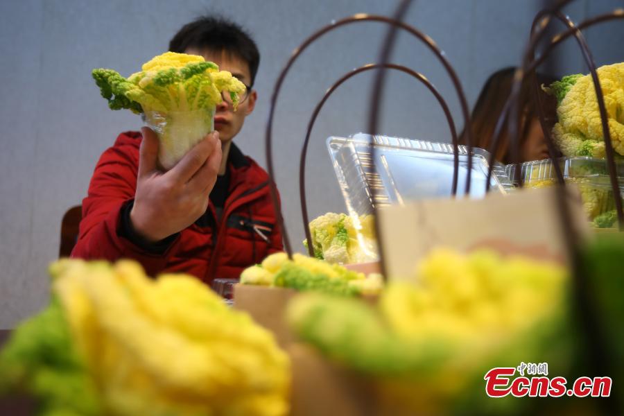 Students package a new breed of Chinese cabbage, developed by Professor Hou Xilin, at the College of Horticulture, Nanjing Agricultural University, Feb. 13, 2019. Students have launched a start-up to market the Chinese cabbage, which is smaller in size, rose-shaped and better tasting, both online and offline. (Photo: China News Service/Yang Bo)