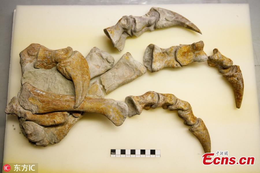 A paleontologist works on the 210-million-year old fossils of a Plateosaurus at the Natural History Museum in Vienna, Austria. The dinosaur skeleton is a permanent loan from the Dinosaur Museum Frick in Switzerland and is restored and put together by the Natural History Museum in Vienna, where the Plateosaurus will be displayed later this year. (Photo/IC)