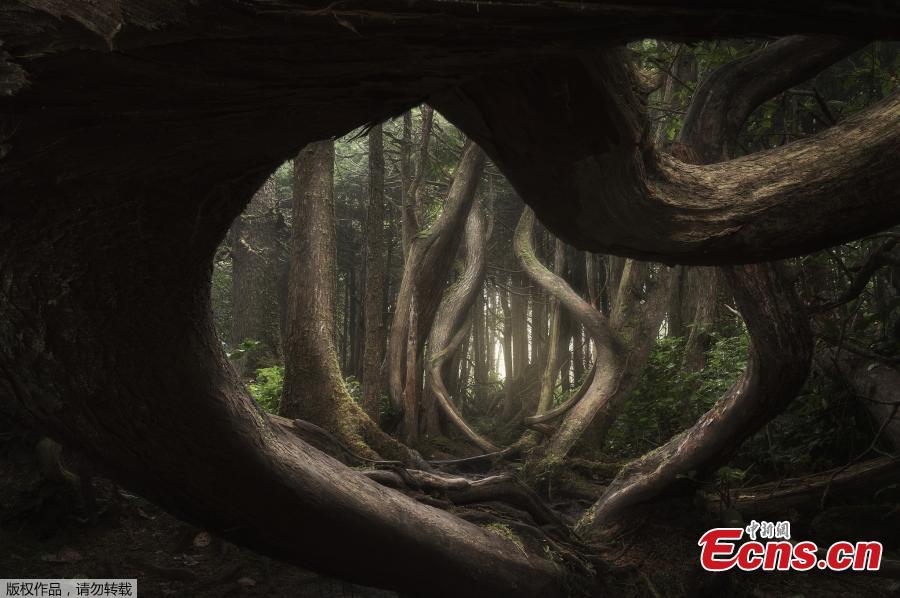 Adam Gibbs from Canada has been revealed as the \'photographer of the year\' for his woodland shots. There were almost 3,000 entries from 863 photographers around the globe, who documented everything from magical mountains to glistening lakes and dark, forbidding forests. (Photo/VCG)