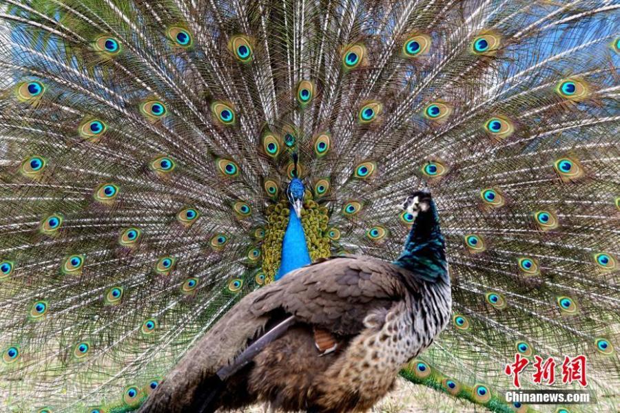 Two peacocks are seen at the Locajoy Wildlife Park in Chongqing, Feb. 14, 2019. (Photo: China News Service/Wang Chengjie)