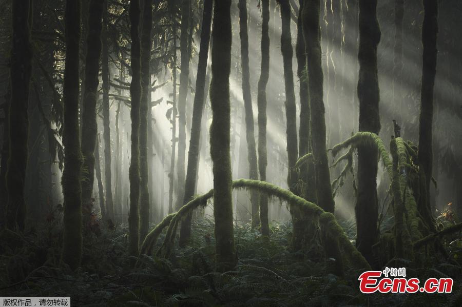 Adam Gibbs from Canada has been revealed as the \'photographer of the year\' for his woodland shots. There were almost 3,000 entries from 863 photographers around the globe, who documented everything from magical mountains to glistening lakes and dark, forbidding forests. (Photo/VCG)