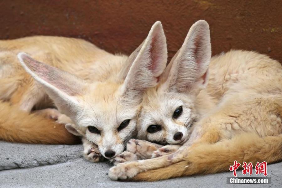 Two fennec foxes are seen at the Locajoy Wildlife Park in Chongqing, Feb. 14, 2019. (Photo: China News Service/Wang Chengjie)
