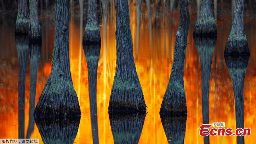 This single image, taken in the south east of the U.S by American photographer Paul Marcellini, landed him the International Landscape Photograph of the Year award. (Photo/VCG)
