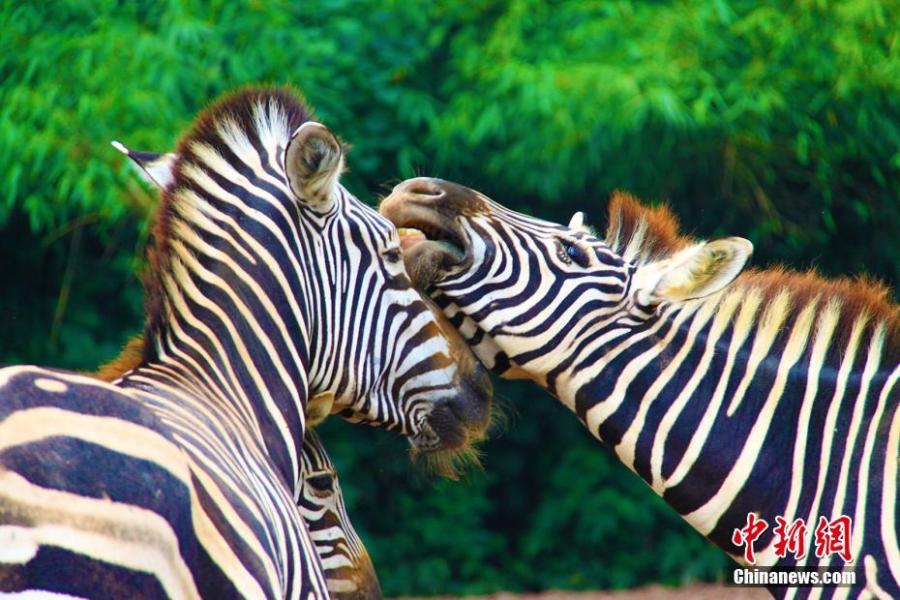 Two zebras are seen at the Locajoy Wildlife Park in Chongqing, Feb. 14, 2019. (Photo: China News Service/Wang Chengjie)