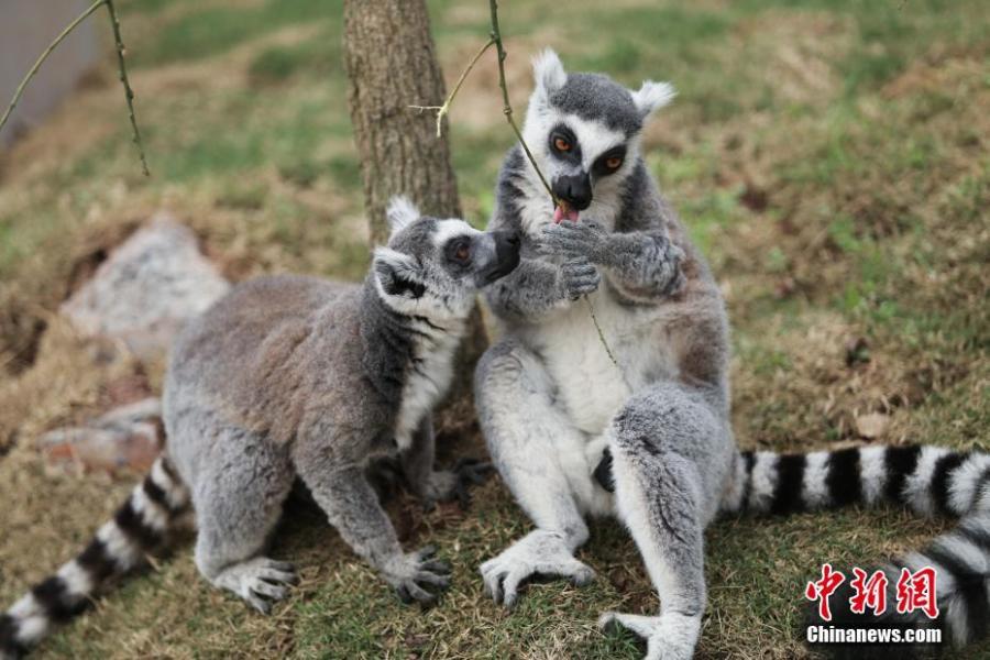 Two ring-tailed lemurs are seen at the Locajoy Wildlife Park in Chongqing, Feb. 14, 2019. (Photo: China News Service/Wang Chengjie)