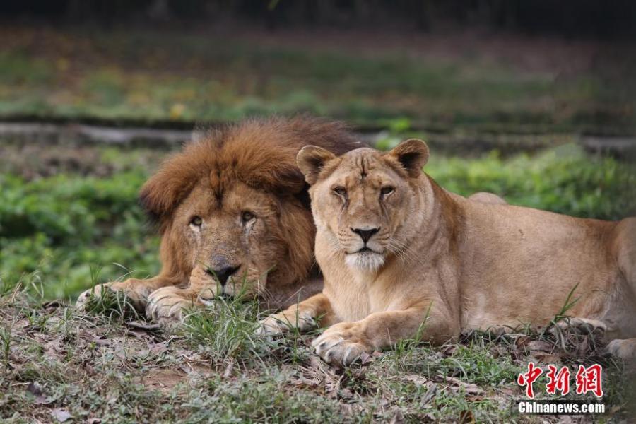 Two lions are seen at the Locajoy Wildlife Park in Chongqing, Feb. 14, 2019. (Photo: China News Service/Wang Chengjie)