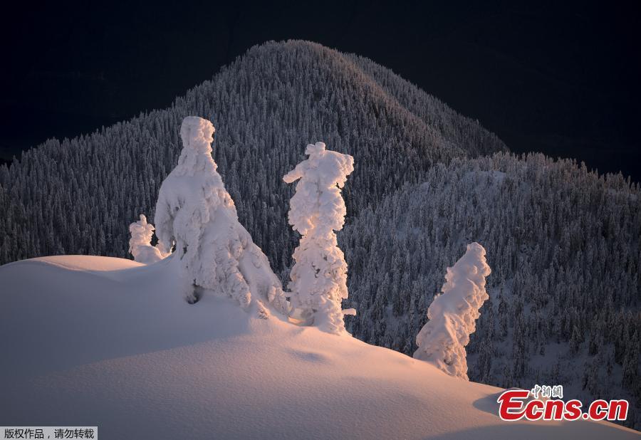 Adam Gibbs from Canada has been revealed as the \'photographer of the year\' for his woodland shots. There were almost 3,000 entries from 863 photographers around the globe, who documented everything from magical mountains to glistening lakes and dark, forbidding forests. (Photo/VCG)