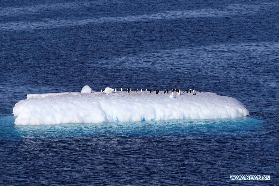 Photo taken on Feb. 15, 2019 shows penguins on an iceberg in Antarctica. China\'s research icebreaker Xuelong, with 126 crew members aboard on the 35th Antarctic research mission, on Thursday local time left the Zhongshan Station on its way back to China. It is expected to arrive in Shanghai in mid-March. (Xinhua/Liu Shiping)