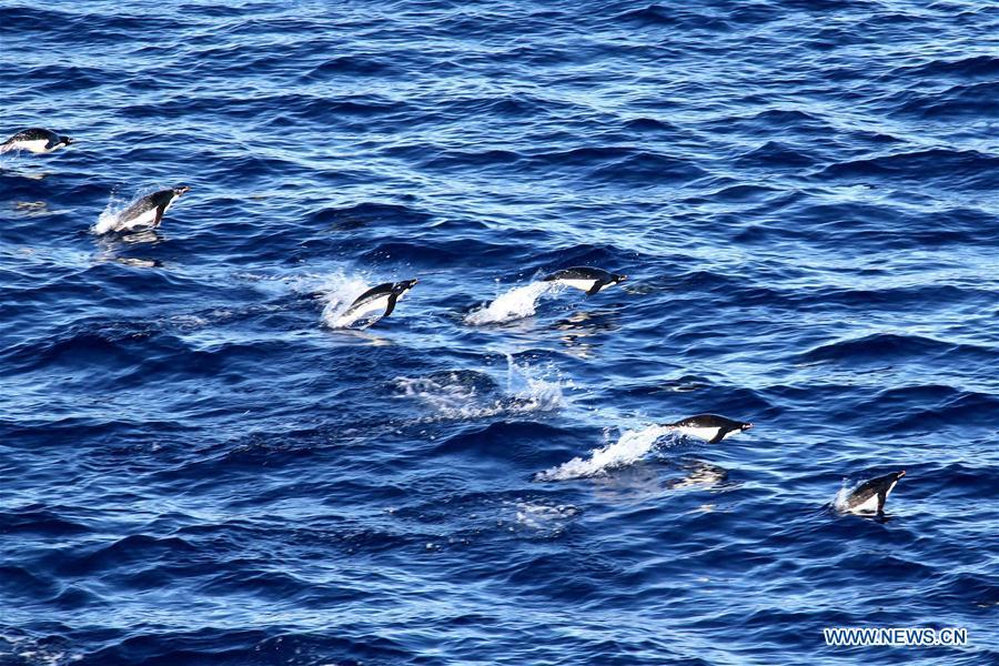 Photo taken on Feb. 15, 2019 shows penguins in the waters of Antarctica. China\'s research icebreaker Xuelong, with 126 crew members aboard on the 35th Antarctic research mission, on Thursday local time left the Zhongshan Station on its way back to China. It is expected to arrive in Shanghai in mid-March. (Xinhua/Liu Shiping)