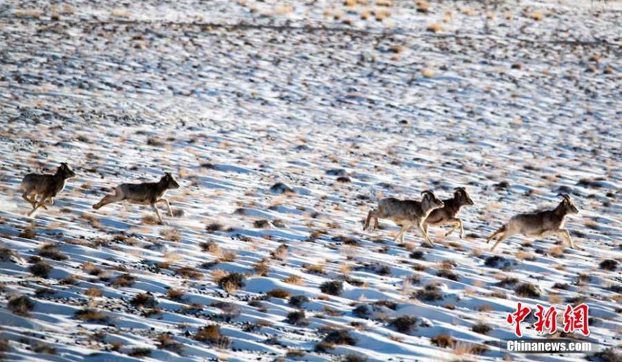 Wild animals are seen on the grasslands of the Yanchiwan National Nature Reserve in Subei County, Jiuquan City, Gansu Province, Feb. 14, 2019. The nature reserve, an important wetland, is home to many rare wild animals under state protection, such as the snow leopard and wild yak. In recent years, the county has strengthened its awareness campaign to boost wildlife protection.  (Photo: China News Service/Wang Binyin)