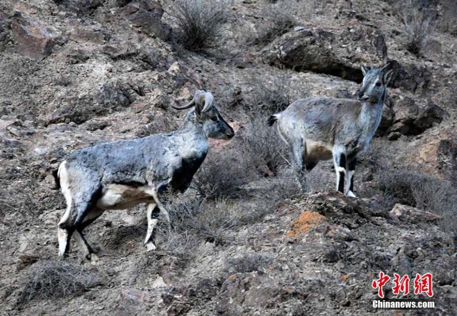 Wild animals are seen on the grasslands of the Yanchiwan National Nature Reserve in Subei County, Jiuquan City, Gansu Province, Feb. 14, 2019. The nature reserve, an important wetland, is home to many rare wild animals under state protection, such as the snow leopard and wild yak. In recent years, the county has strengthened its awareness campaign to boost wildlife protection.  (Photo: China News Service/Wang Binyin)