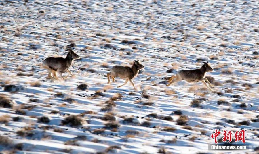 Wild animals are seen on the grasslands of the Yanchiwan National Nature Reserve in Subei County, Jiuquan City, Gansu Province, Feb. 14, 2019. The nature reserve, an important wetland, is home to many rare wild animals under state protection, such as the snow leopard and wild yak. In recent years, the county has strengthened its awareness campaign to boost wildlife protection.  (Photo: China News Service/Wang Binyin)