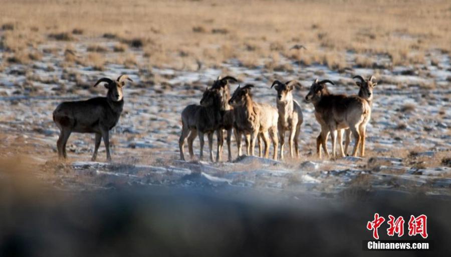 Wild animals are seen on the grasslands of the Yanchiwan National Nature Reserve in Subei County, Jiuquan City, Gansu Province, Feb. 14, 2019. The nature reserve, an important wetland, is home to many rare wild animals under state protection, such as the snow leopard and wild yak. In recent years, the county has strengthened its awareness campaign to boost wildlife protection.  (Photo: China News Service/Wang Binyin)