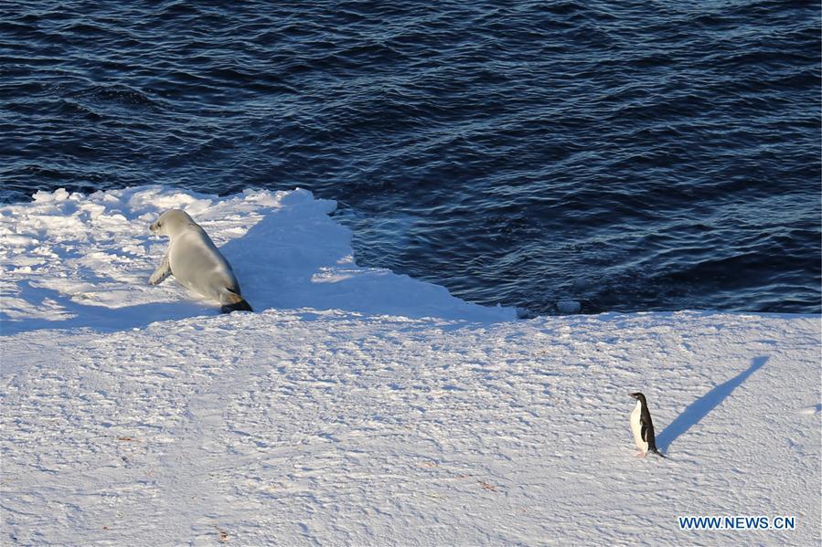 Photo taken on Feb. 15, 2019 shows a penguin and a seal on an iceberg in Antarctica. China\'s research icebreaker Xuelong, with 126 crew members aboard on the 35th Antarctic research mission, on Thursday local time left the Zhongshan Station on its way back to China. It is expected to arrive in Shanghai in mid-March. (Xinhua/Liu Shiping)