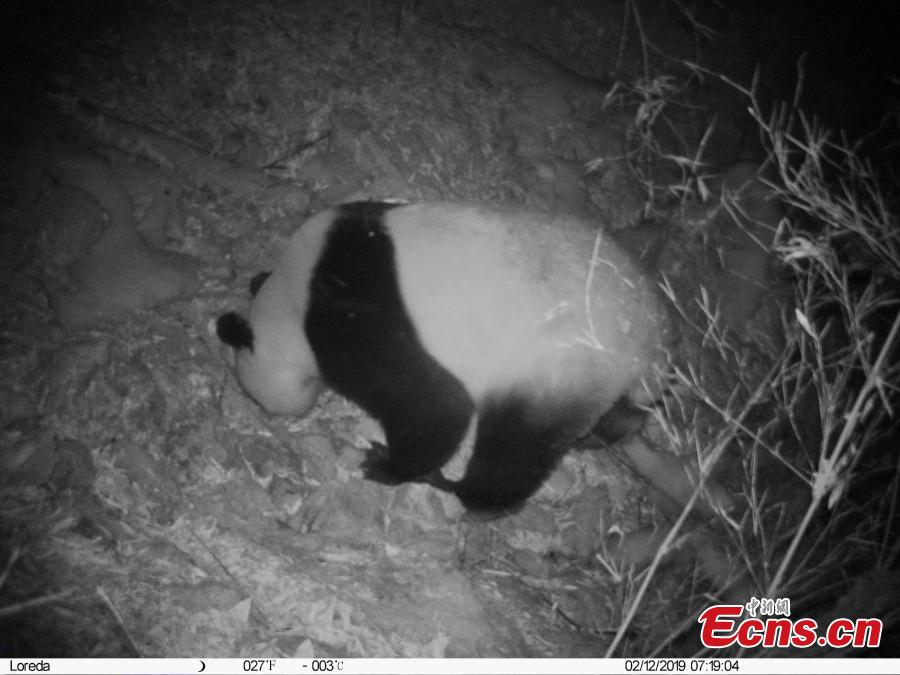 A photo taken by infrared camera shows a giant panda at the Wujiao Panda Nature Reserve in Jiuzhaigou County, Southwest China\'s Sichuan Province. Researchers discovered a golden snub-nosed monkey and a giant panda in the same area in the nature reserve. (Photo provided to China News Service)