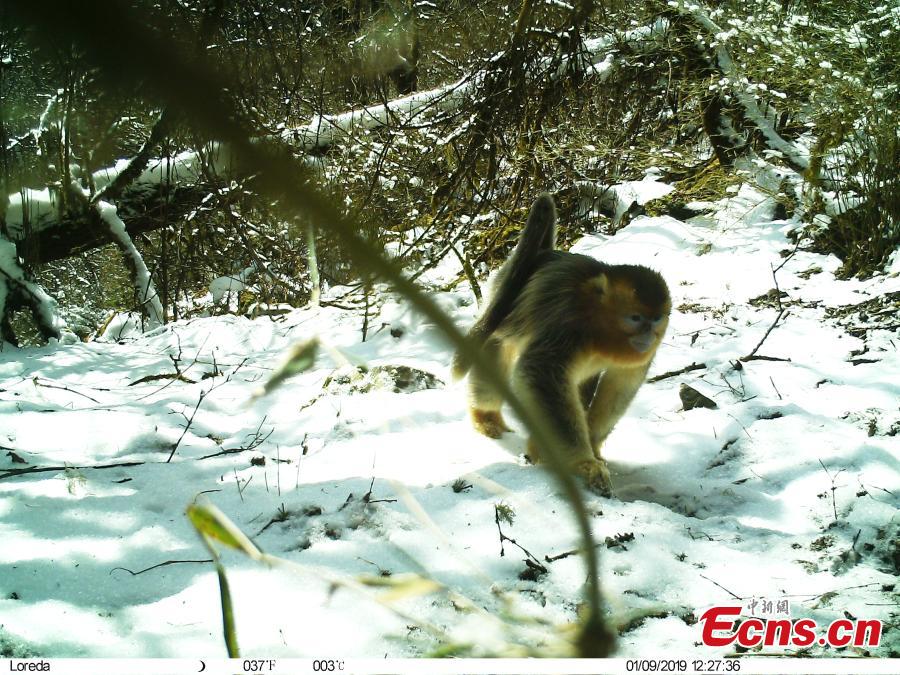 A photo taken by infrared camera shows a golden snub-nosed monkey at the Wujiao Panda Nature Reserve in Jiuzhaigou County, Southwest China\'s Sichuan Province. Researchers discovered a golden snub-nosed monkey and a giant panda in the same area in the nature reserve. (Photo provided to China News Service)