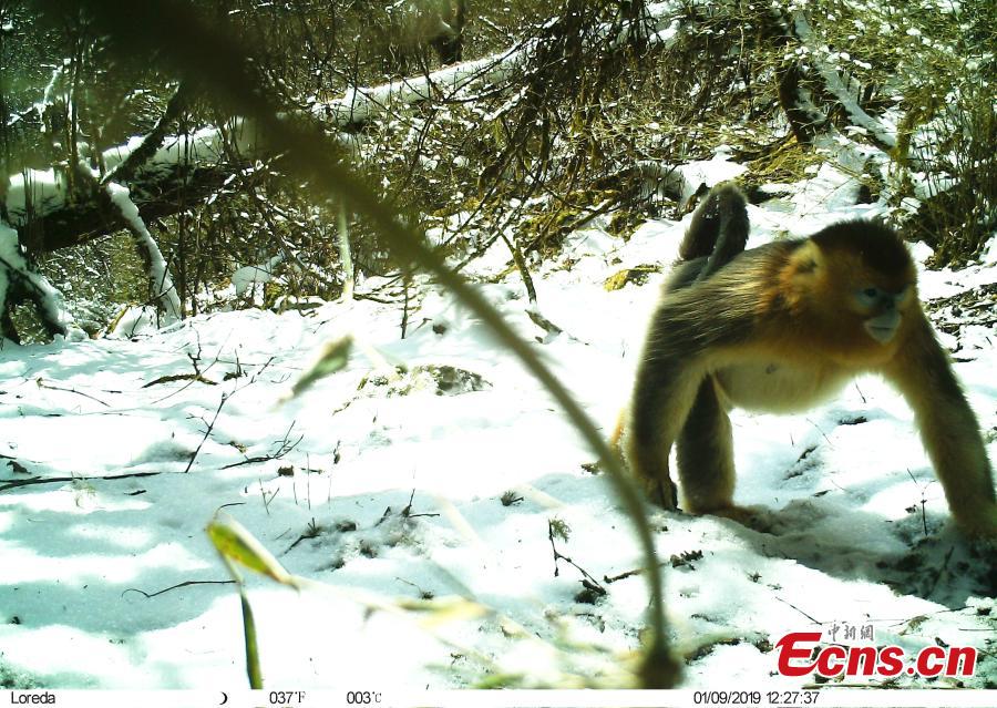 A photo taken by infrared camera shows a golden snub-nosed monkey at the Wujiao Panda Nature Reserve in Jiuzhaigou County, Southwest China\'s Sichuan Province. Researchers discovered a golden snub-nosed monkey and a giant panda in the same area in the nature reserve. (Photo provided to China News Service)