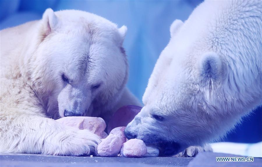 Polar bears feed on exclusive \