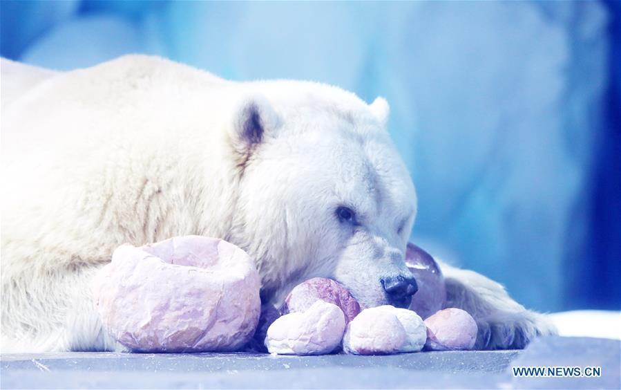 A polar bear feeds on exclusive \