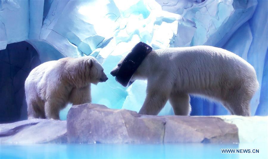 Polar bears play with a tire collar at Haichang ocean park in east China\'s Shanghai, Feb. 19, 2019, on the occasion of the Chinese traditional Lantern Festival. Two polar bears named \