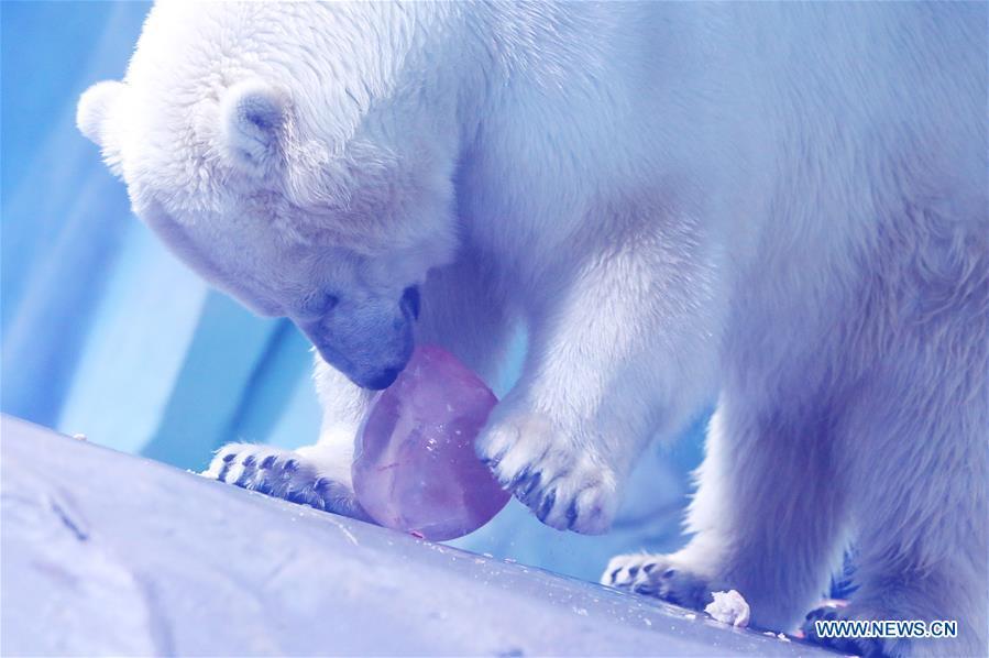 A polar bear feeds on exclusive \