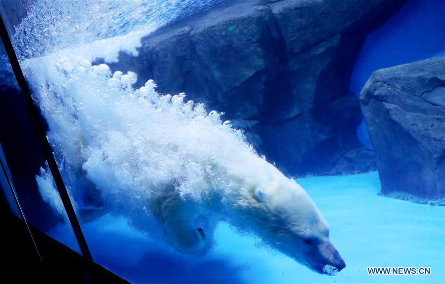 A polar bear plunges into water at Haichang ocean park in east China\'s Shanghai, Feb. 19, 2019, on the occasion of the Chinese traditional Lantern Festival. Two polar bears named \
