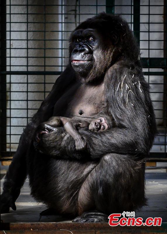 Photo shows female gorilla Gypsy holds her four-week-old first baby at the zoological park of Saint-Martin-la-Plaine, France, Feb. 20, 2019. (Photo/Agencies)
