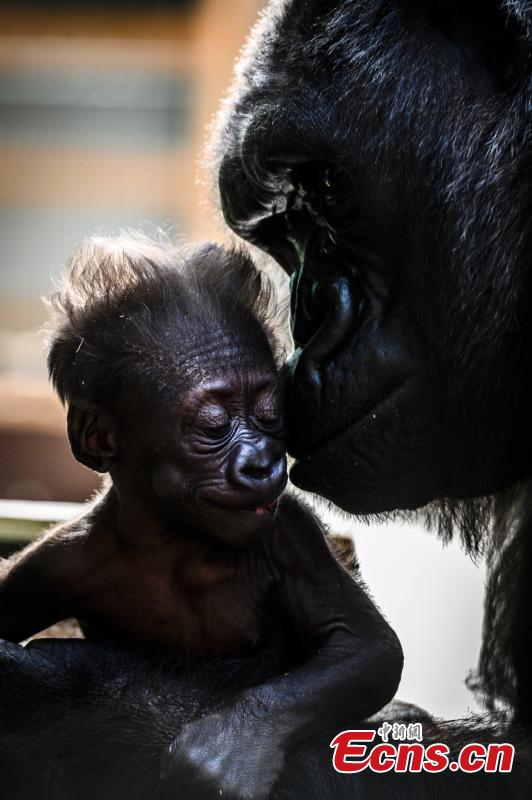 Photo shows female gorilla Gypsy holds her four-week-old first baby at the zoological park of Saint-Martin-la-Plaine, France, Feb. 20, 2019. (Photo/Agencies)