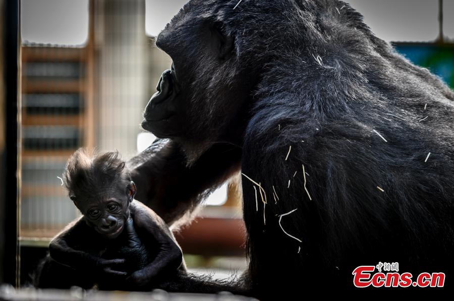 Photo shows female gorilla Gypsy holds her four-week-old first baby at the zoological park of Saint-Martin-la-Plaine, France, Feb. 20, 2019. (Photo/Agencies)