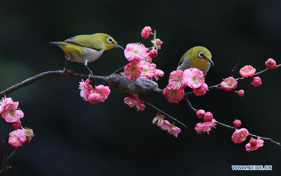Birds are seen by plum blossom in Wuxing Village of Hengyang, central China\'s Hunan Province, Feb. 22, 2019. (Xinhua/Cao Zhengping)