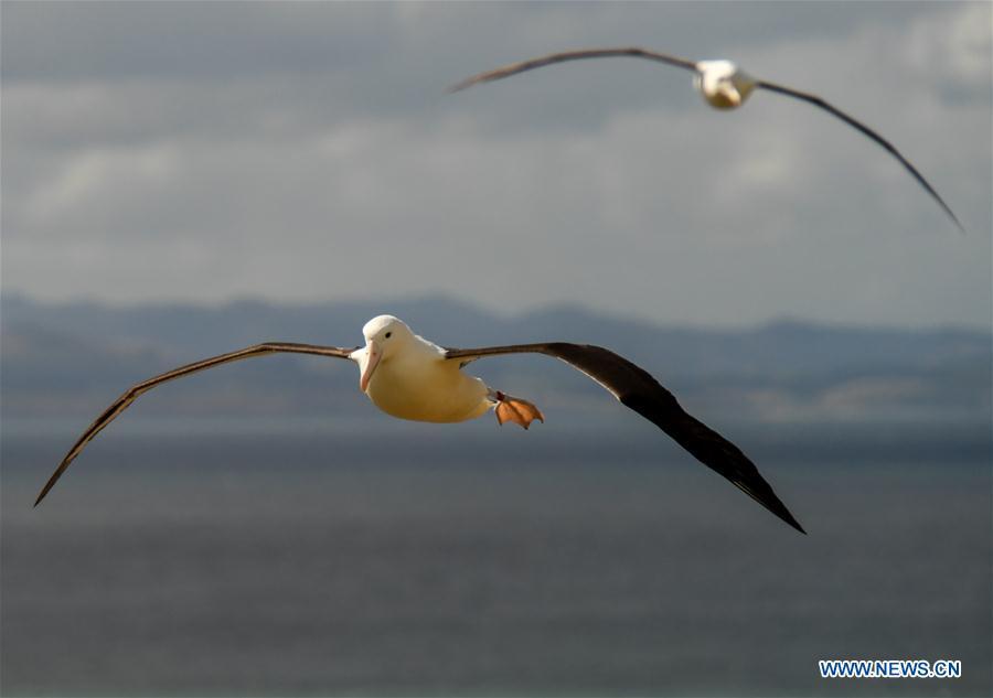Northern Royal albatrosses fly at the Royal Albatross Centre in Taiaroa Head, Dunedin, New Zealand, on Feb. 24, 2019. Every year over 40 pairs of Northern Royal albatrosses nest and breed at the world\'s only mainland breeding colony at Taiaroa Head. By January this year, a total of 29 albatross chicks have hatched in the recent breeding season starting from September last year. (Xinhua/Guo Lei)