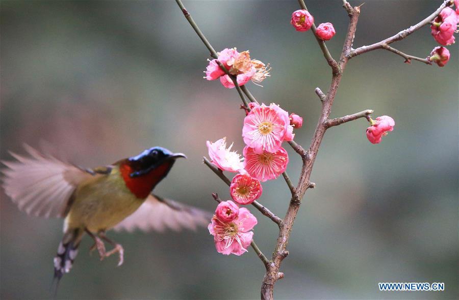 A bird flies to plum blossom in Wuxing Village of Hengyang, central China\'s Hunan Province, Feb. 22, 2019. (Xinhua/Cao Zhengping)