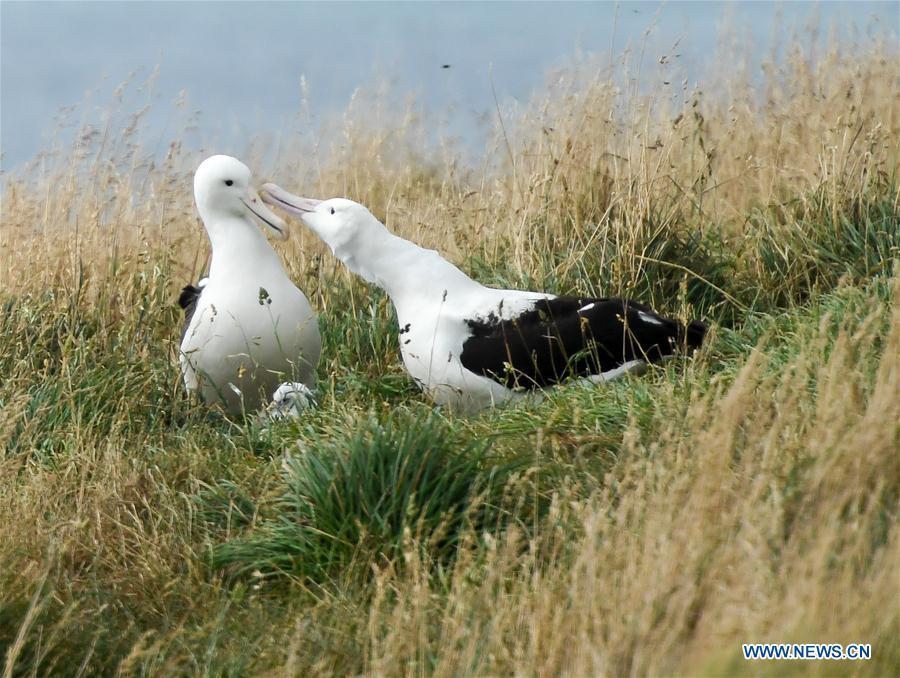 Northern Royal albatrosses are seen at the Royal Albatross Centre in Taiaroa Head, Dunedin, New Zealand, on Feb. 24, 2019. Every year over 40 pairs of Northern Royal albatrosses nest and breed at the world\'s only mainland breeding colony at Taiaroa Head. By January this year, a total of 29 albatross chicks have hatched in the recent breeding season starting from September last year. (Xinhua/Guo Lei)