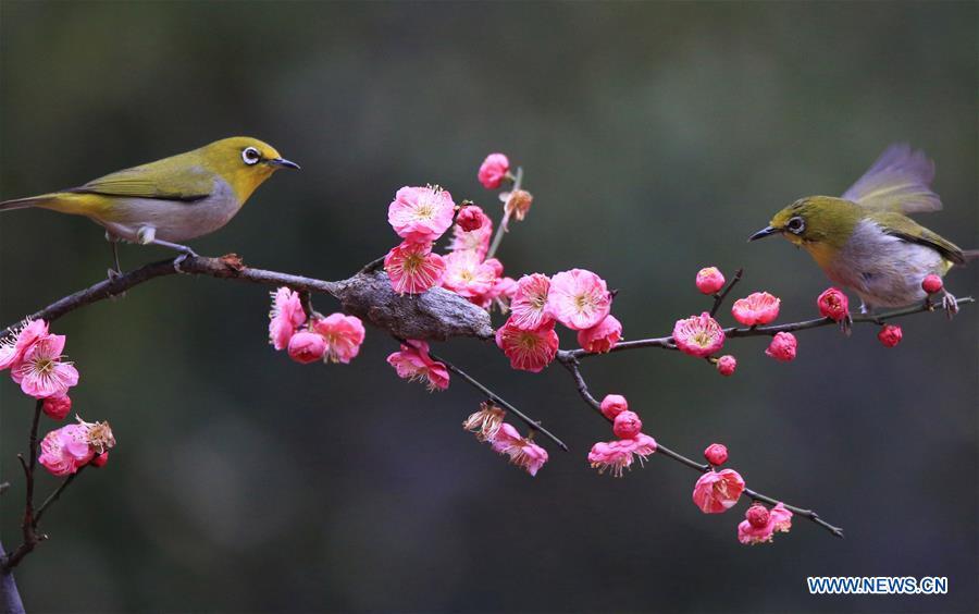 Birds gather around plum blossom in Wuxing Village of Hengyang, central China\'s Hunan Province, Feb. 22, 2019. (Xinhua/Cao Zhengping)