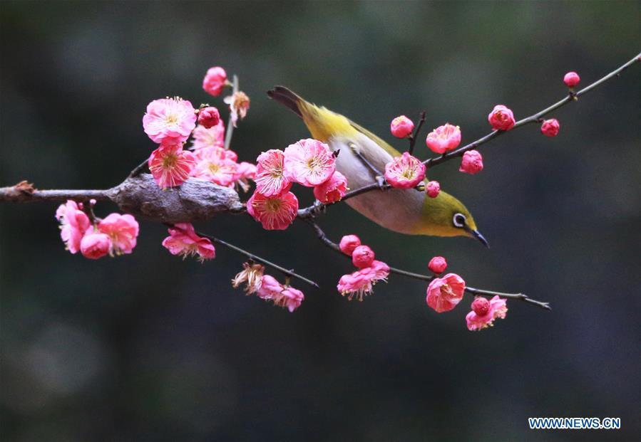 A bird rests on plum blossom branch in Wuxing Village of Hengyang, central China\'s Hunan Province, Feb. 22, 2019. (Xinhua/Cao Zhengping)