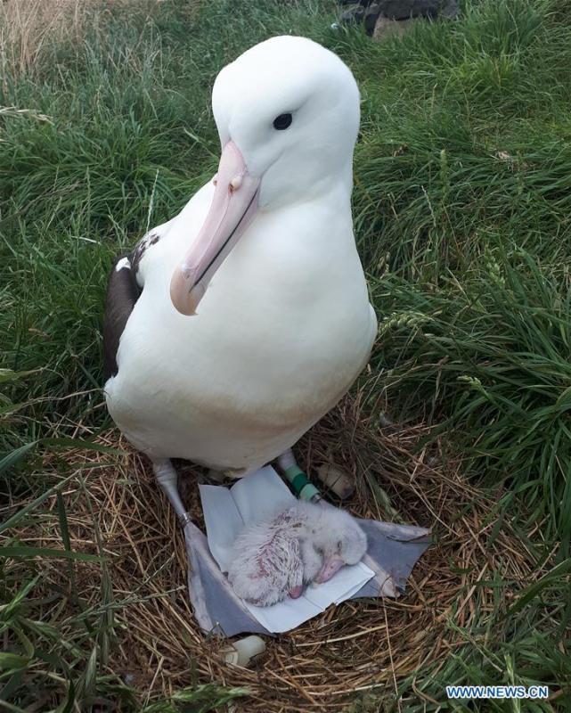 Photo realeased by the Royal Albatross Centre shows the first albatross chick for 2019 hatches in Taiaroa Head, Dunedin, New Zealand. Every year over 40 pairs of Northern Royal albatrosses nest and breed at the world\'s only mainland breeding colony at Taiaroa Head. By January this year, a total of 29 albatross chicks have hatched in the recent breeding season starting from September last year. (Xinhua)