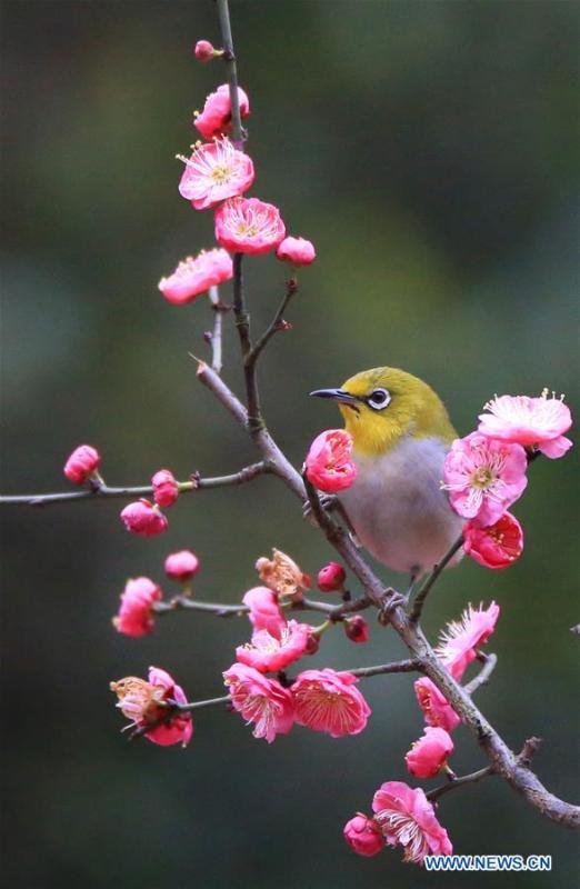A bird rests on plum blossom branch in Wuxing Village of Hengyang, central China\'s Hunan Province, Feb. 22, 2019. (Xinhua/Cao Zhengping)