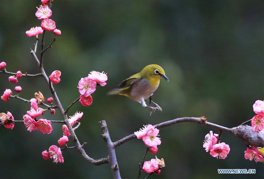 A bird flies to plum blossom branch in Wuxing Village of Hengyang, central China\'s Hunan Province, Feb. 22, 2019. (Xinhua/Cao Zhengping)