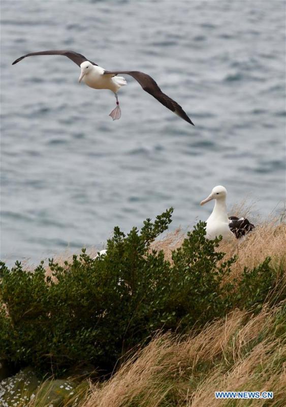 Northern Royal albatrosses are seen at the Royal Albatross Centre in Taiaroa Head, Dunedin, New Zealand, on Feb. 24, 2019. Every year over 40 pairs of Northern Royal albatrosses nest and breed at the world\'s only mainland breeding colony at Taiaroa Head. By January this year, a total of 29 albatross chicks have hatched in the recent breeding season starting from September last year. (Xinhua/Guo Lei)