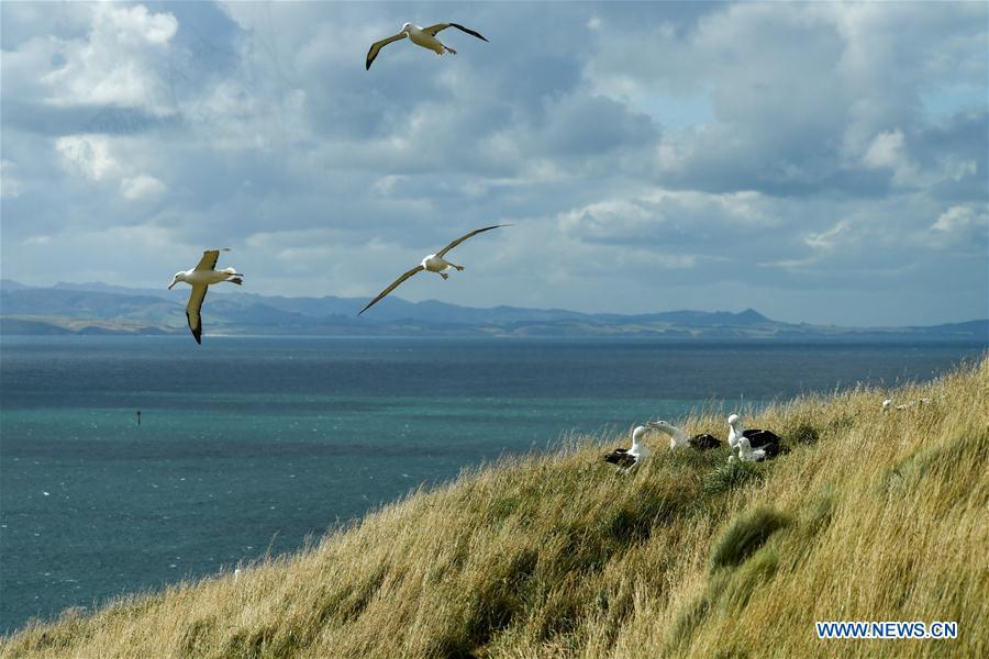 Northern Royal albatrosses are seen at the Royal Albatross Centre in Taiaroa Head, Dunedin, New Zealand, on Feb. 24, 2019. Every year over 40 pairs of Northern Royal albatrosses nest and breed at the world\'s only mainland breeding colony at Taiaroa Head. By January this year, a total of 29 albatross chicks have hatched in the recent breeding season starting from September last year. (Xinhua/Guo Lei)