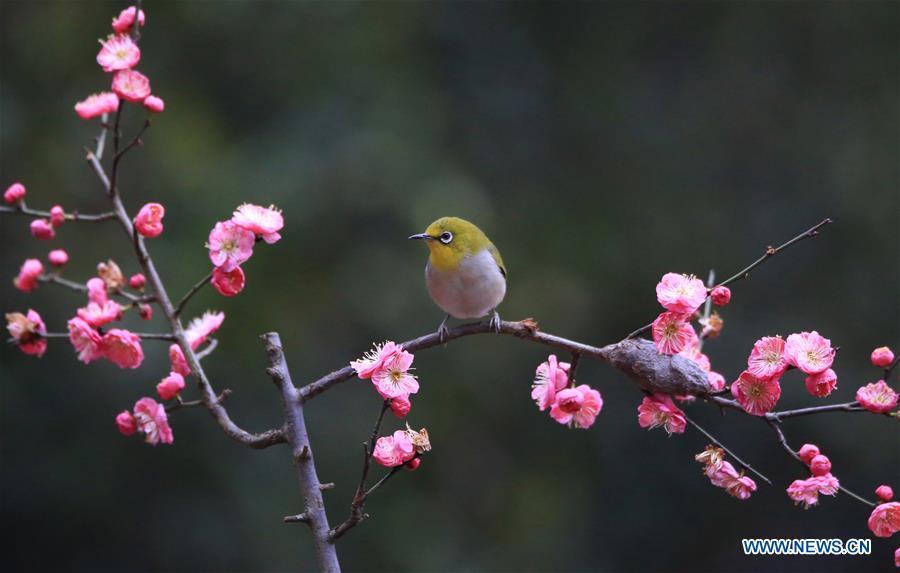 A bird rests on plum blossom branch in Wuxing Village of Hengyang, central China\'s Hunan Province, Feb. 22, 2019. (Xinhua/Cao Zhengping)