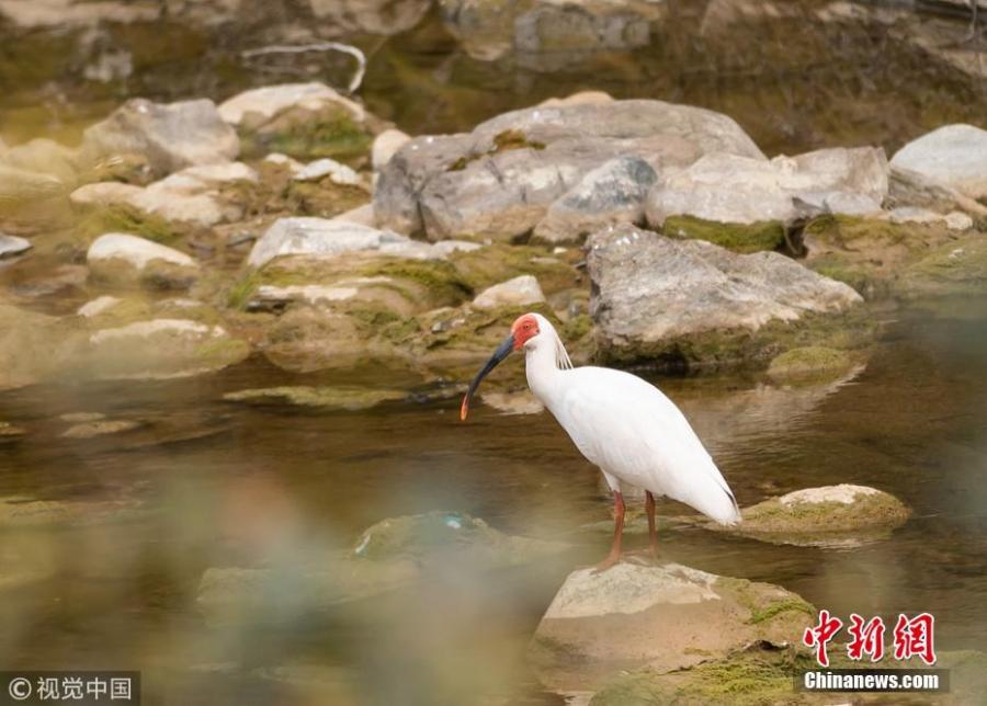 A crested ibis or Nipponia nippon is spotted by photography enthusiasts at a pond in Zhen\'an County, Shangluo City, Northwest China\'s Shaanxi Province. It is the first time the bird has been discovered in the city. (Photo/VCG)