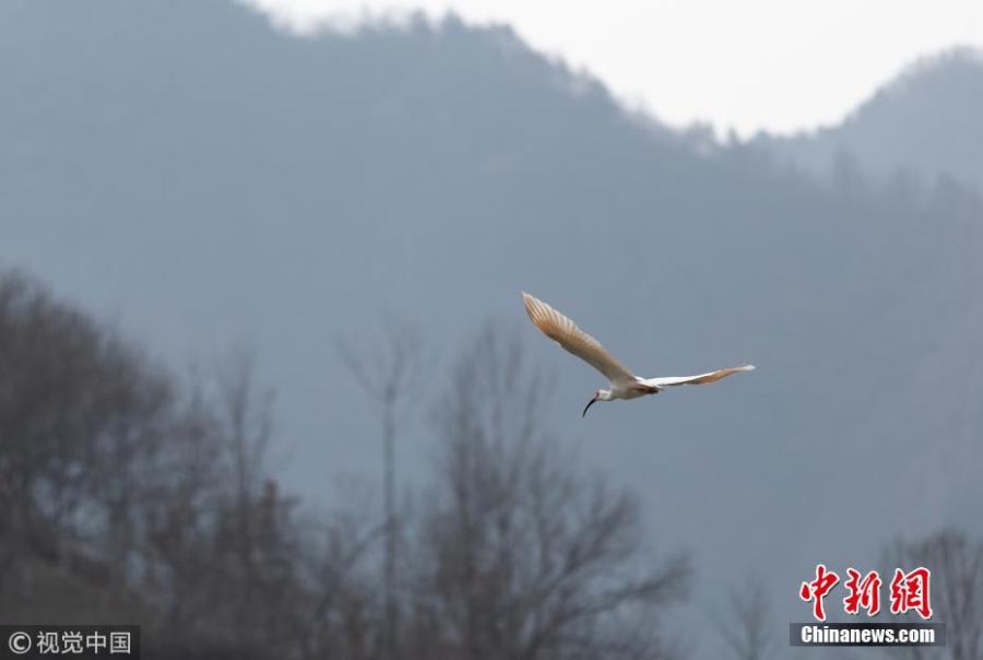 A crested ibis or Nipponia nippon is spotted by photography enthusiasts at a pond in Zhen\'an County, Shangluo City, Northwest China\'s Shaanxi Province. It is the first time the bird has been discovered in the city. (Photo/VCG)
