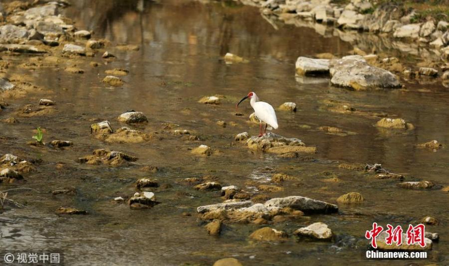 A crested ibis or Nipponia nippon is spotted by photography enthusiasts at a pond in Zhen\'an County, Shangluo City, Northwest China\'s Shaanxi Province. It is the first time the bird has been discovered in the city. (Photo/VCG)