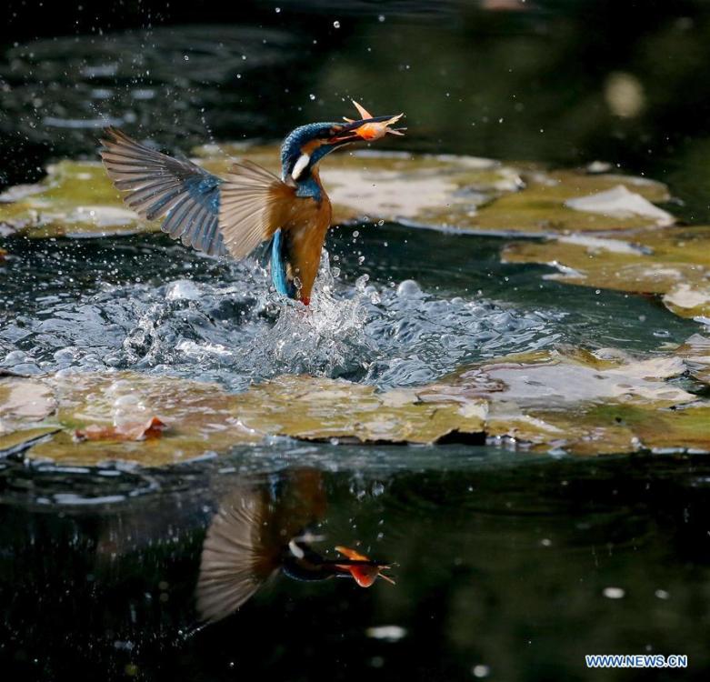 A kingfisher catches fish from a pond at the Meiyuan Garden in Wuxi City, east China\'s Jiangsu Province, Feb. 25, 2019. (Xinhua/Pan Zhengguang)