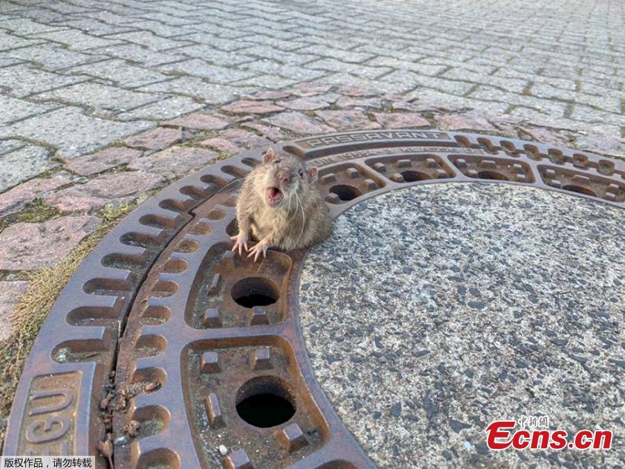 Nine rescue workers in the German town of Bensheim have saved a rat with \